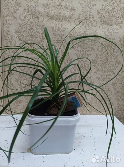 Бокарнея нолина