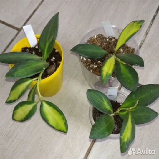 Хойи Тсанги вариегатная, Вайетти