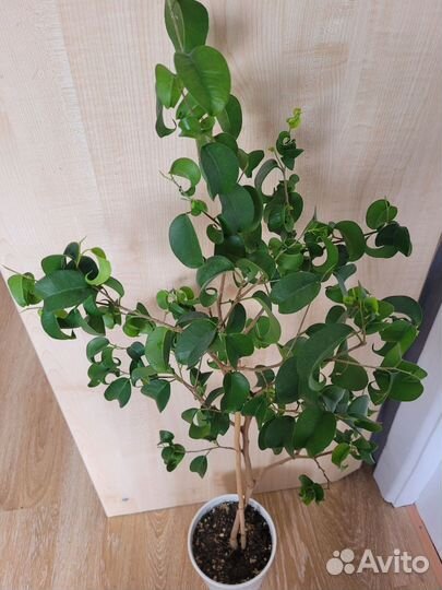 Фикус Букле