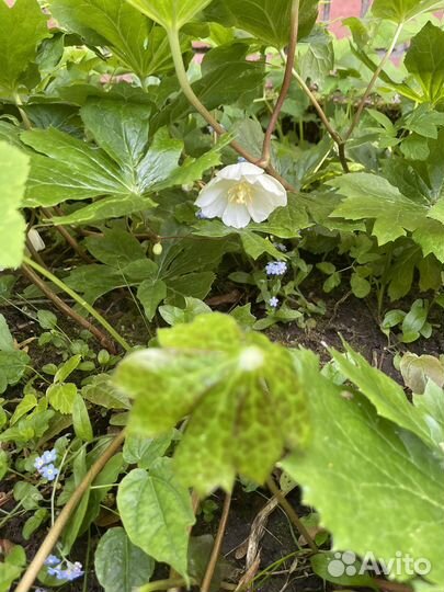 Подофил, ландыш, лабазник камчатский