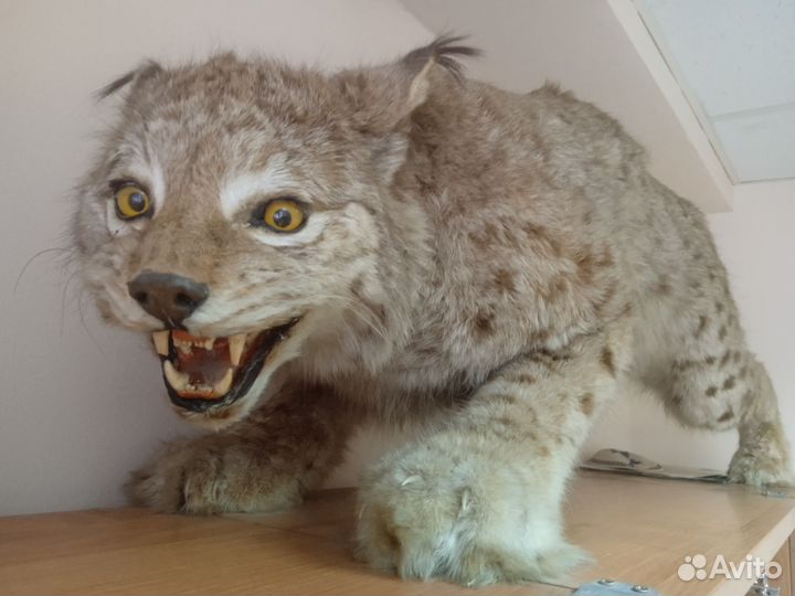 Чучело рыси