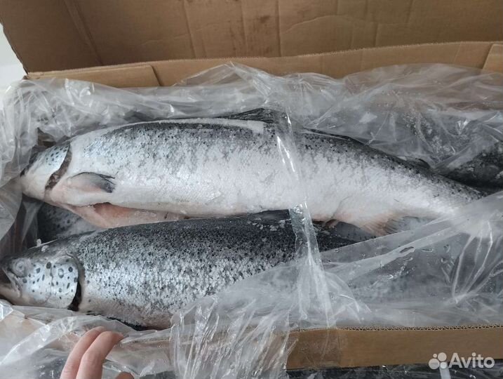 Лосось атлантический