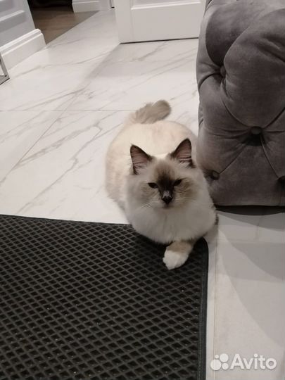 Груминг кошек на дому