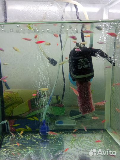 Аквариумные рыбки