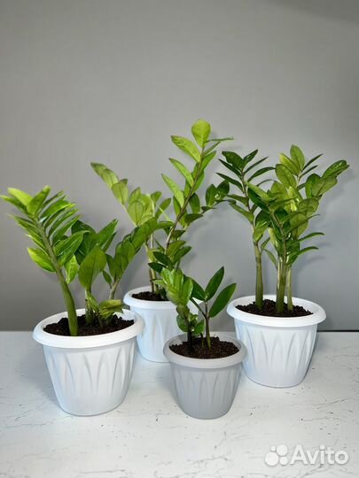 Замиокулькас