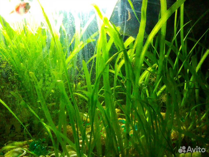 Аквариумное растение