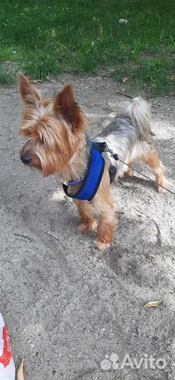 Вязка Йоркширский терьер