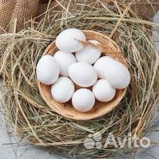 Домашние куриные яйца