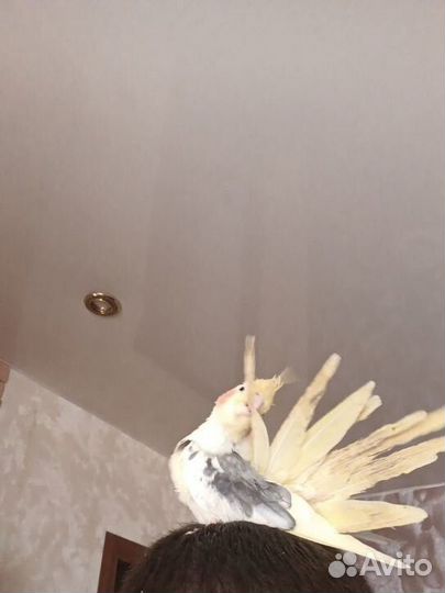 Говорящий попугай корелла с клеткой