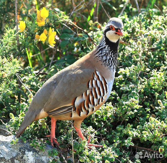 Куропатка Руфа