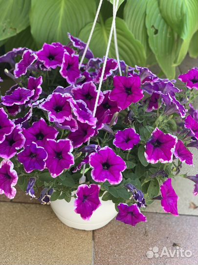 Петунья и сурфиния