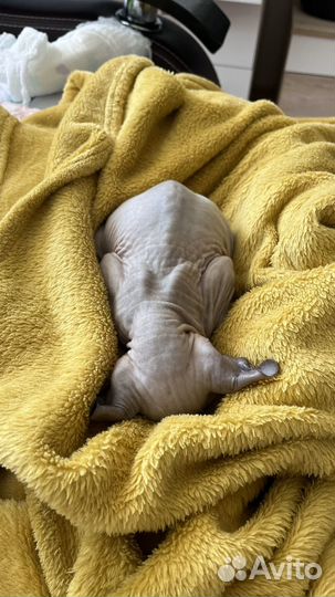 Донской сфинкс