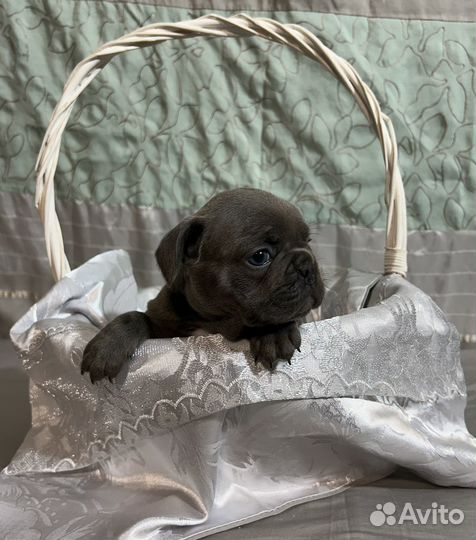 Французский бульдог