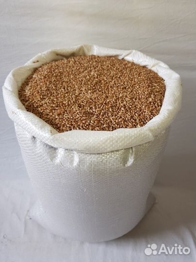 Пшеница на корм скоту