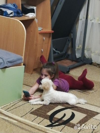 Той-пудель девочка