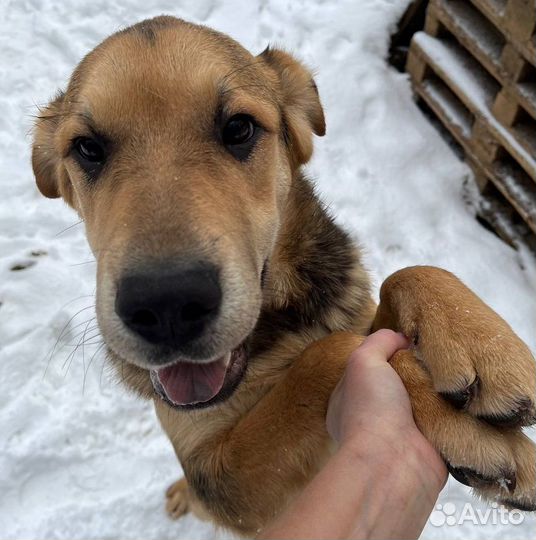 Валли плохо в приюте. Спасите его оттуда