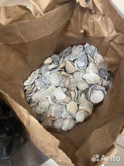 Ракушки огромный пакет