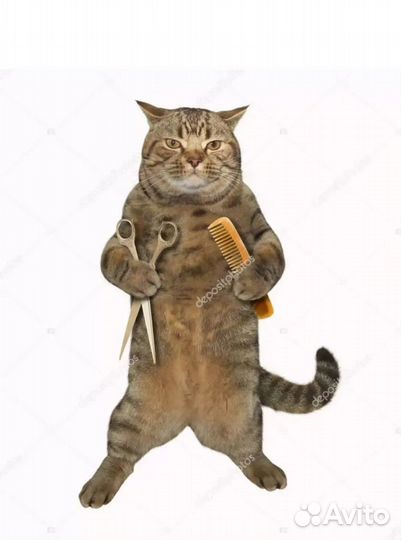 Стрижка кошек