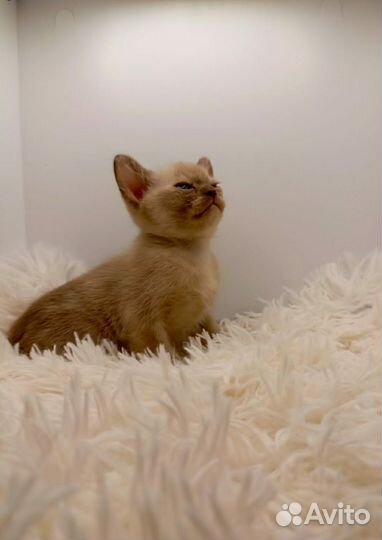 Котята европейской бурмы с документами