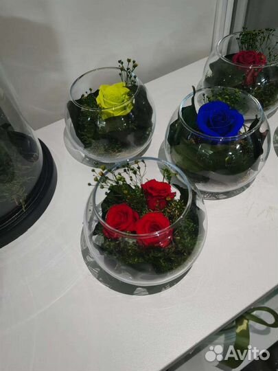 Флорариум, цветы в колбе. Не завянут до 5 лет, от