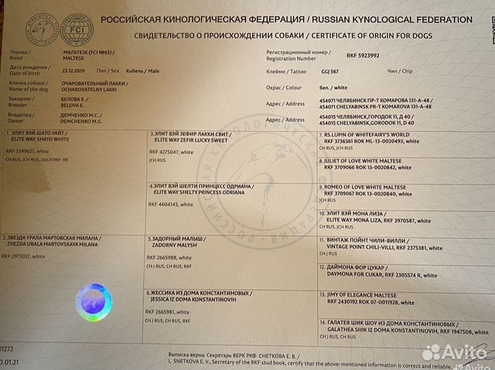 Мальтезе вязка (случка)