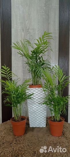 Комнатные растения