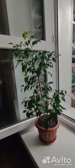 Фикус бенджамина Наташа