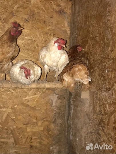 Курицы несушки