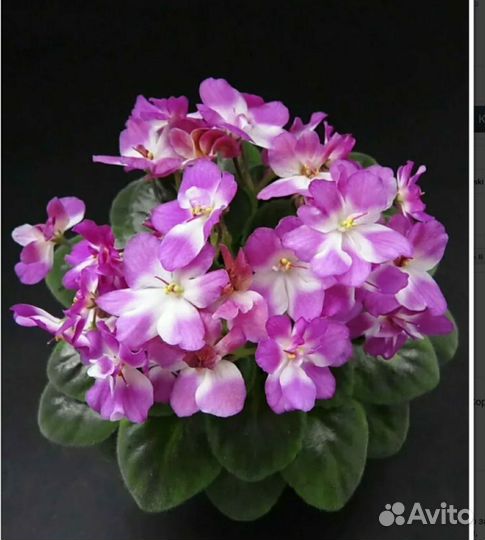 Мини фиалки