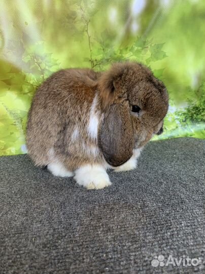 Минилоп самец agouti mantle