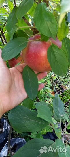 Колоновидные деревья