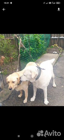Щенки лабрадора