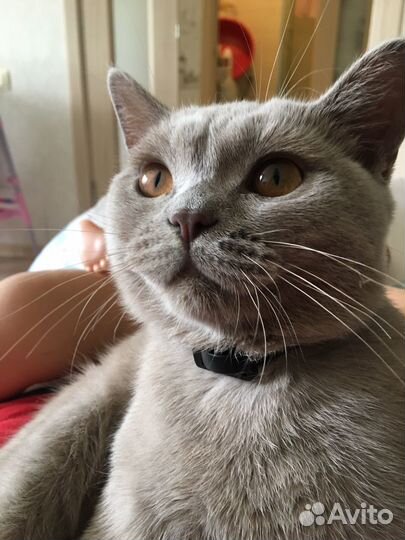 Британская