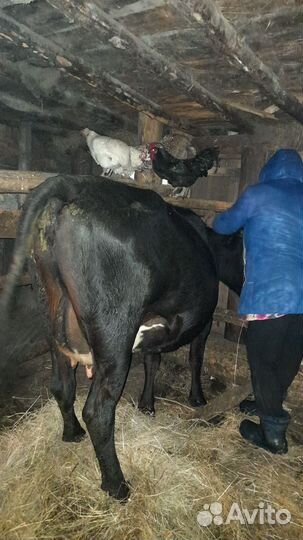 Корова дойная