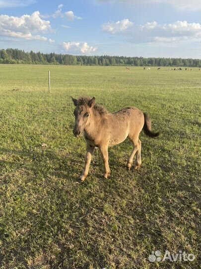 Пони с жеребенком