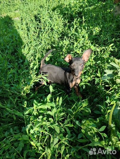 Щенок Цвергпинчера породистый 3,5 мес