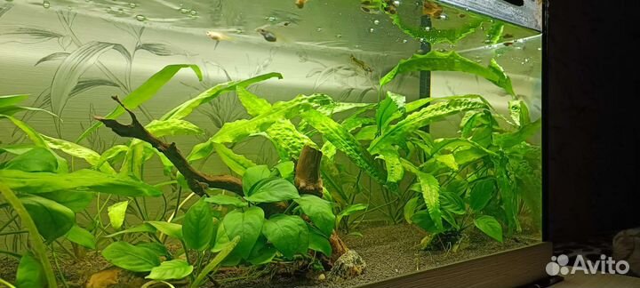 Аквариум 70 л