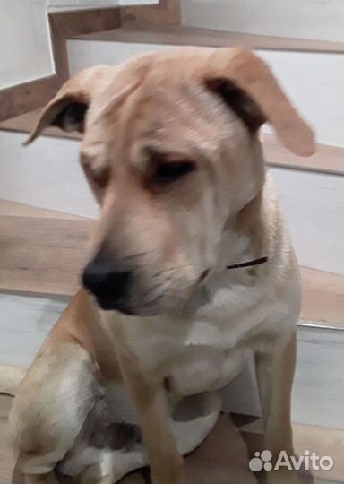 Метис шарпея в дар