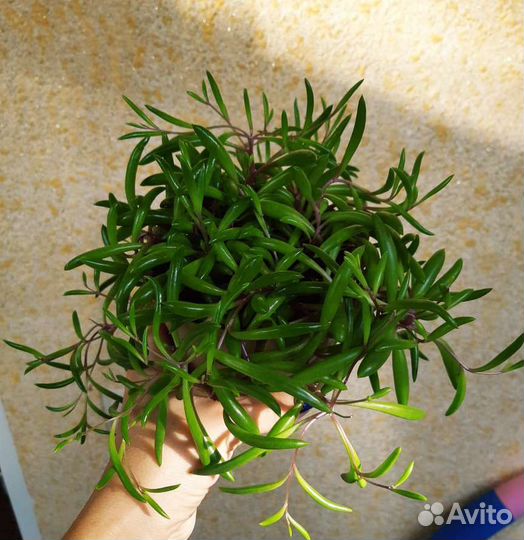 Оттона мясистая