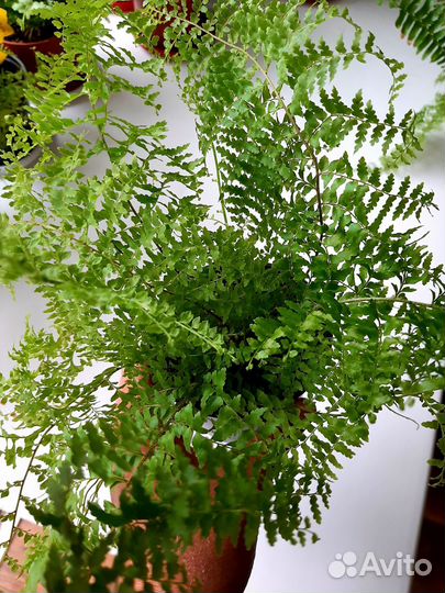 Папоротник Нефролепис ажурный
