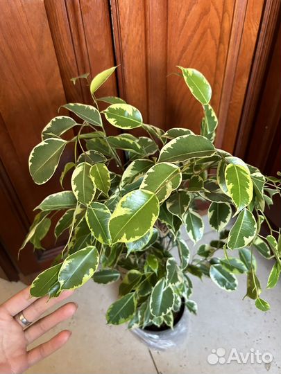 Фикус бенджамина Саманта