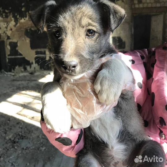 Щенки с передовой Донбасса