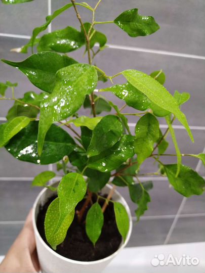 Фикус Голден моник