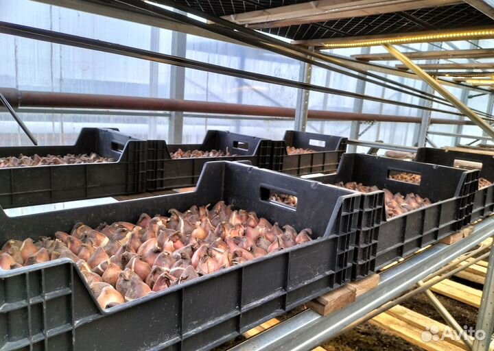 Луковицы тюльпанов опт