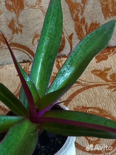 Цветущий рео