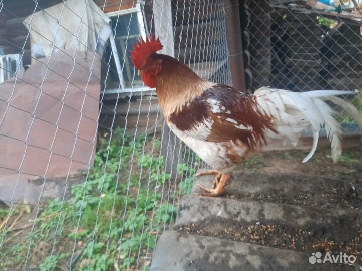 Молодые петухи