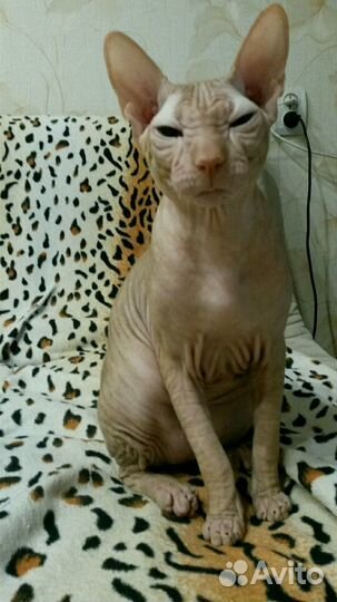 Сфинкс (вязка)