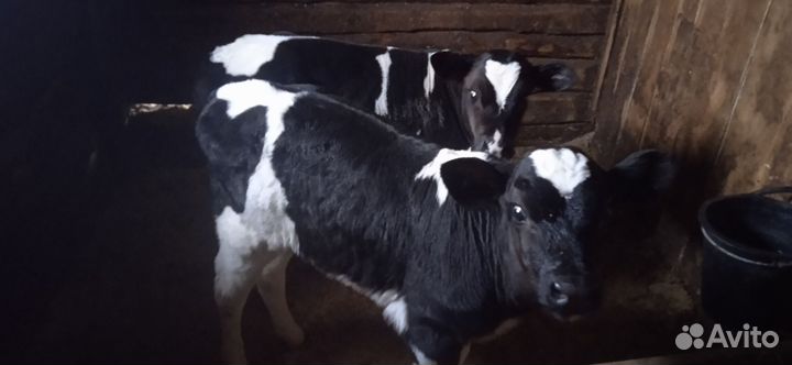 Телята бычки