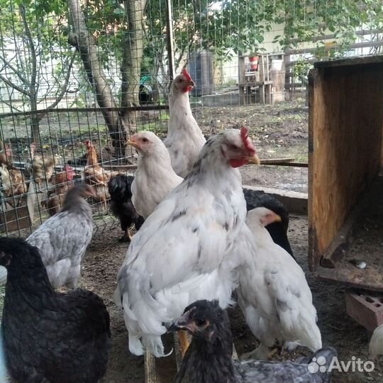 Молодые петушки