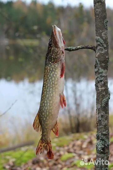 Свежая щука